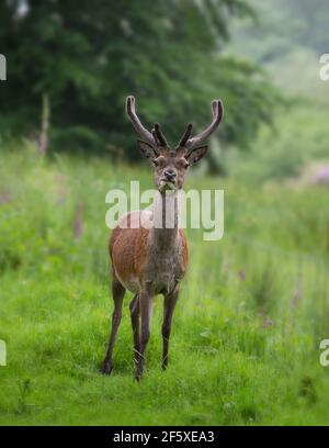 Juvenile Male Red Deer [ Cervus elaphus ]  in Glen Etive, Scotland, UK