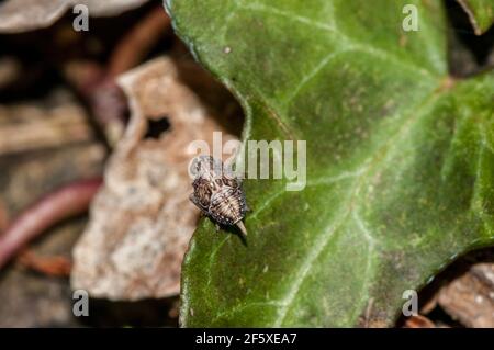 A nymph of Issus coleoptratus, planthopper, Catalonia, Spain Stock Photo