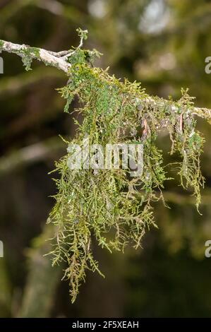 lichen hanging on a tree branch, anchored on bark, Catalonia, Spain Stock Photo