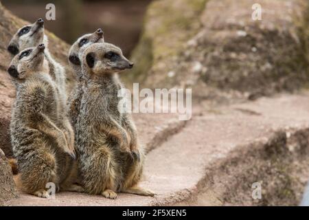 Meerkat group [ Suricata suricatta ] in Paignton Zoo, Devon, UK Stock Photo