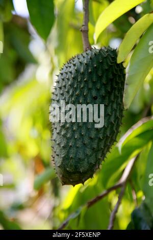 soursop plantation in the countryside in the rural area of Mata de Sao Joao (mata de sao joao, bahia / brazil - october 11, 2020). Stock Photo