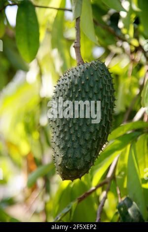 soursop plantation in the countryside in the rural area of Mata de Sao Joao (mata de sao joao, bahia / brazil - october 11, 2020). Stock Photo