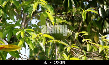 soursop plantation in the countryside in the rural area of Mata de Sao Joao (mata de sao joao, bahia / brazil - october 11, 2020). Stock Photo