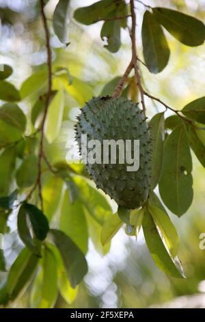 soursop plantation in the countryside in the rural area of Mata de Sao Joao (mata de sao joao, bahia / brazil - october 11, 2020). Stock Photo