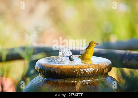 Cape Weaver in water fountain Stock Photo