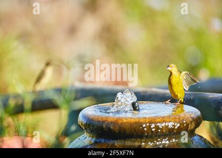 Cape Weaver in water fountain Stock Photo