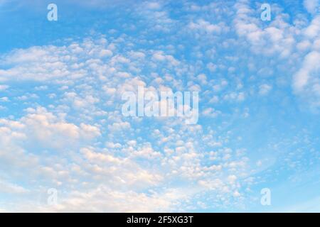Fluffy translucent cirrocumulus clouds high in a blue sky. Tranquil skyscape on a sunny day as a background. Many small white clouds float slowly. Stock Photo