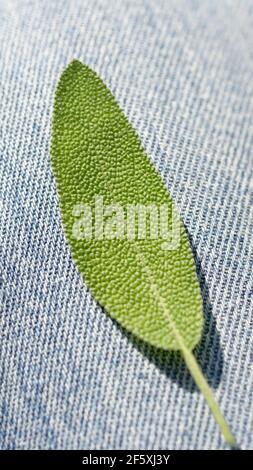 green sage leaf on blue fabric background Stock Photo