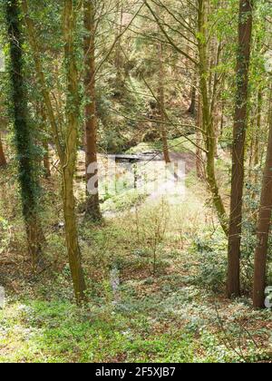 A woodland path through Washingwell wood in Watergate Forest Park, Gateshead, north east England UK Stock Photo