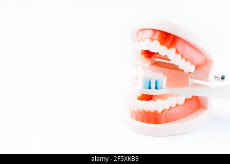 Copy space.Healthy and clean teeth concept.Teeth model with a brush and toothpaste. Dental care.Dental accessories on a white background. Stock Photo