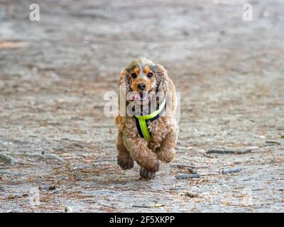 Happy sable coloured English Show Cocker Spaniel dog running with tongue out and eyes bright. Stock Photo