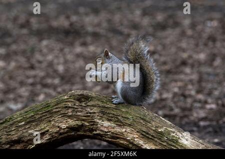 Squirrel eating a peanut or monkey nut on a greenish limb of a tree on the ground, it's tail extended upwards Stock Photo