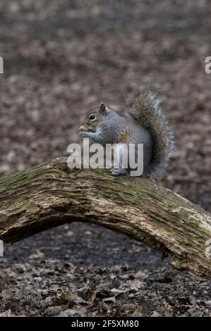 Squirrel eating a peanut or monkey nut on a greenish limb of a tree on the ground, it's tail extended upwards Stock Photo