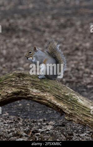 Squirrel eating a peanut or monkey nut on a greenish limb of a tree on the ground, it's tail extended upwards Stock Photo