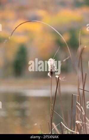 Common Cat-Tail, or Bulrush, (Typha Latifolia) Growing at the Edge of Beaver Dam Pond in Acadia National Park, Maine, in the Fall Stock Photo