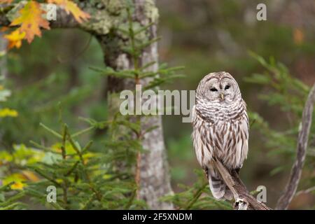 A Northern Barred Owl, aka Striped Owl, (Strix Varia) on a Branch at the Edge of Woodland in Autumn Stock Photo
