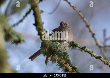 A Dunnock, or Hedge Sparrow, (Prunella Modularis) Perched on a Common Larch Twig (Larix Decidua) Covered with Lichen Stock Photo