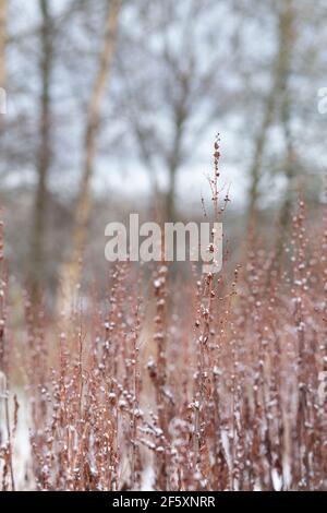 Snow-Covered Stems of Broad-Leaved Dock (Rumex Obtusifolius) in a Field on the Edge of Woodland Stock Photo