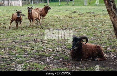 A Soay Ram and three ewes. The Soay sheep is a breed of domestic sheep descended from a population of feral sheep on the island of Soay, Scotland Stock Photo