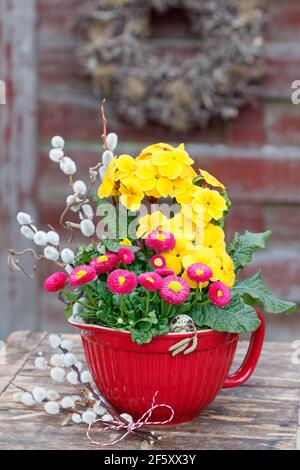 spring garden decoration with red bellis flowers and yellow primrose Stock Photo