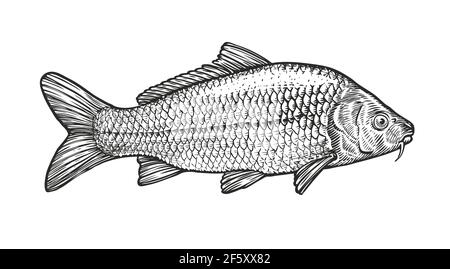 Sketch of carp in vintage engraving style. Hand drawn vector illustration of fish isolated on white background Stock Vector