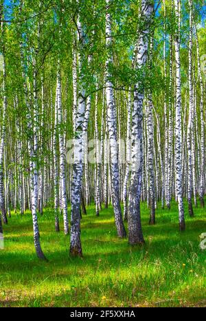 Birch grove in summer Stock Photo
