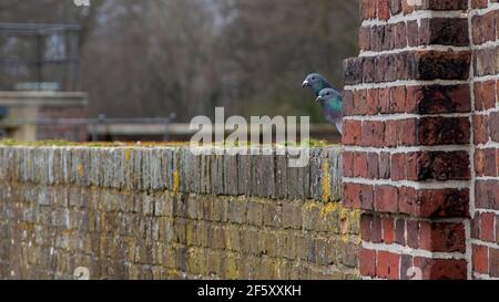 Two pigeons hiding from the strong wind behind a brick wall Stock Photo