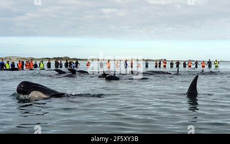 whales stranding, Farewell Spit, New Zealand Stock Photo