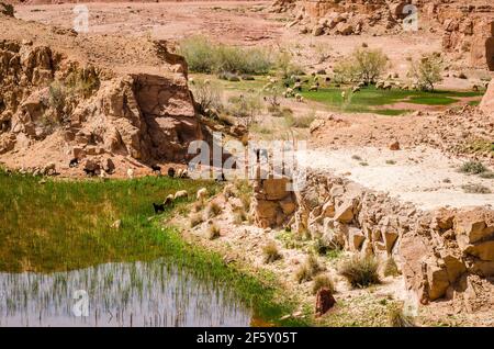 Small natural lakes in the desert full of green grass as a oasis for animals between Zaida and Midelt in Morocco Stock Photo