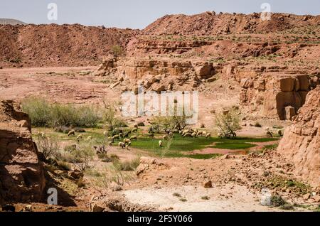 Small natural lakes in the desert full of green grass as a oasis for animals between Zaida and Midelt in Morocco Stock Photo