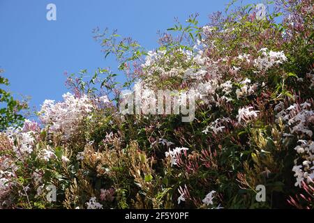 Jasminum polyanthum, Pink Jasmine. Growing in California against a vivid blue sky. Highly fragrant vine blossoms Stock Photo