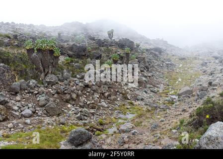 Giant Groundsel (Dendrosenecio kilimanjari) trees line a small river leading down a valley on the Machame hiking route on Mount Kilimanjaro, Tanzania. Stock Photo