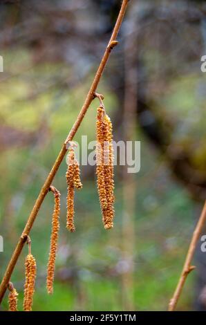 Detailed view of a male hazelnut flower at the end of February, Corylus avellana Stock Photo