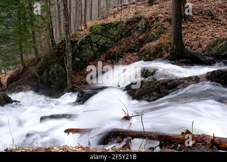 A small stream, swollen by snow melt, rushes down a steep incline in a Quebec forest. Early spring, Gatineau, Quebec, Canada. Stock Photo