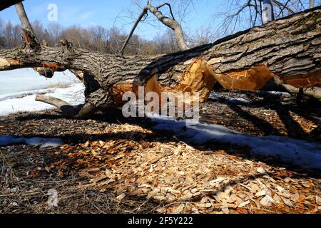 A fallen tree trunk by the Rideau River, thoroughly chewed by the neighborhood beaver (Castor Canadensis). Ottawa, Ontario, Canada. Stock Photo