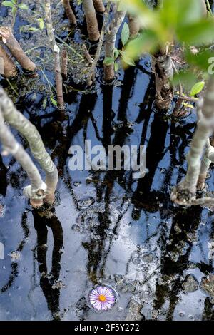 Still water in nature with reflection of sky and clouds and natural plant life and trees Stock Photo
