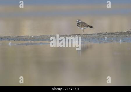 Killdeer stands small in frame surrounded by warm reflections. Stock Photo