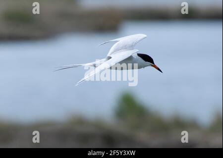 Forster's Tern cruises along the edge of a pond looking for fish. Stock Photo