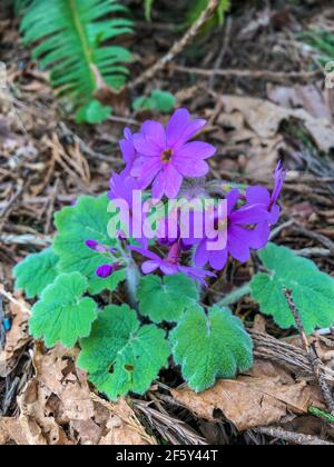 Hardy primrose (Primula kisoana) is an herbaceous perennial that is primarily grown for its deep rose to rose mauve flowers which bloom in spring abov Stock Photo
