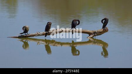 Cormorants sitting on Log in the Marshland Stock Photo