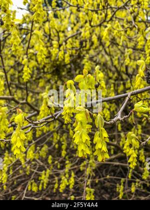 Veitch's winter hazel (Corylopsis veitchiana) is one of the most beautiful of the winter hazels that we grow here at the Scott Arboretum. It flowers i Stock Photo