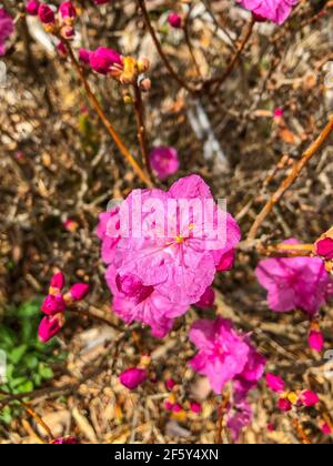 Korean rhododendron (Rhododendron mucronulatum) is a rhododendron species native to Korea, Mongolia, Russia, and parts of northern China. It is a deci Stock Photo