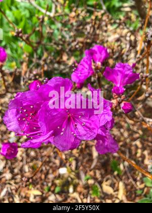 Korean rhododendron (Rhododendron mucronulatum) is a rhododendron species native to Korea, Mongolia, Russia, and parts of northern China. It is a deci Stock Photo