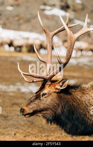 Closeup side view of a Bull Elk with a large rack o f antlers