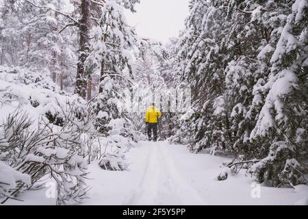 Young man wearing a yellow touring jacket, skiing through snowcapped pine trees in Sierra de Guadarrama, Madrid, Spain Stock Photo