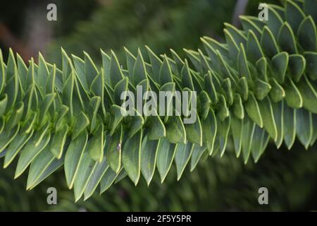 Leaves on a monkey puzzle tree in Ireland Stock Photo