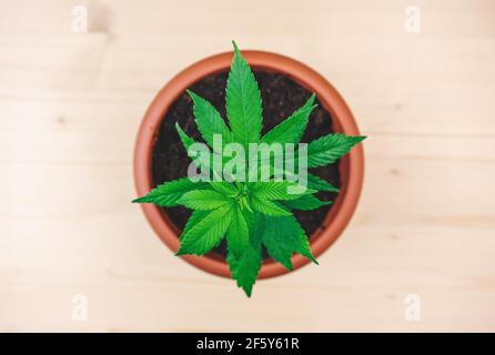 Young Cannabis seedling in pot, Girl scout cookies strain on wooden table Stock Photo