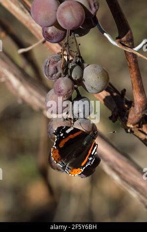 Vanessa atalanta, red admiral butterfly on a drying bunch of grapes Stock Photo