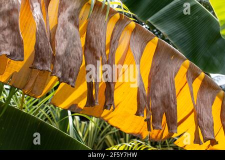 A withered yellow leaf of a banana tree in Bridgetown, Barbados, against a backdrop of bright green palm leaves on a sunny day, March 2021. Stock Photo