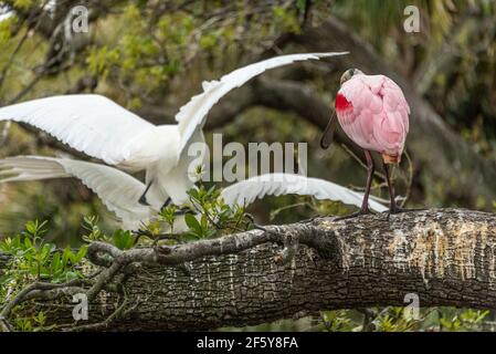 Roseate spoonbill (Platalea ajaja) and mating great egrets (Ardea alba) at a wading bird rookery in St. Augustine, Florida. (USA) Stock Photo